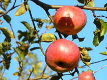 В 2016 году на развитие промышленного садоводства в Калининградской области будет выделено почти 50 миллионов рублей