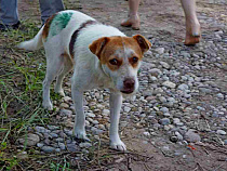 СМИ: пьяная жительница Советска выбросила собак с четвёртого этажа*