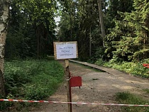 Из-за вырубки на Куршской косе перекрыли Королевский бор