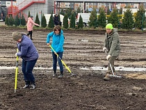 В Калининграде засохли высаженные Алихановым сакуры