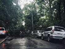 Дерево рухнуло на автомобили в Калининграде