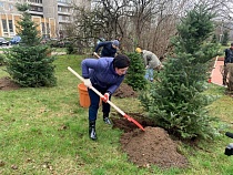 Дятлова рассказала о судьбе корейских пихт 