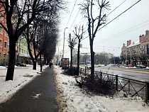 Дятлова пообещала обезглавить ещё 120 деревьев