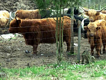 Житель Озёрского района умыкнул у фермера электропастуха