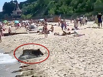 В Пионерском на пляж вышел приплывший по морю кабан (видео)