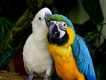 Царство пернатых: в Калининградской области появится Парк птиц