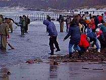 В Зеленоградск вернулась янтарная лихорадка (видео)