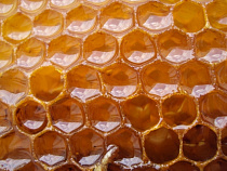 В Калининградской области производится треть всего мёда по СЗФО