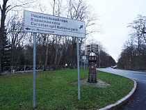 На Куршской косе поймали срубившего ёлочку мужчину