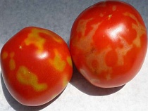 В 10 тоннах помидоров из Турции для Калининграда нашли опаснейший вирус