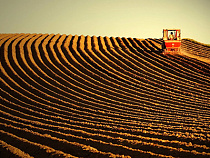 В 2015 году в Калининградской области планируется расширить площади под зерновые культуры на 10%