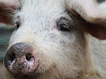 Свиней неправильно похоронили