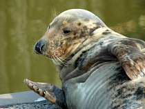 День тюленя: шоу из песка, обучающие игры и совместный сбор огромной мозаики