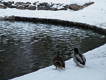Географ из БФУ им. И. Канта рассказала, почему в Калининграде так холодно