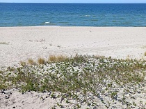 Новому городу у моря в Калининградской области нашли инвесторов