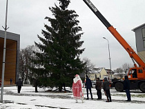 В Советске сэкономили на главной ёлке, взяв ее  из детского сада