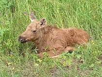 Названо место встречи с лосёнком на Куршской косе