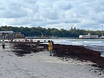 В Пионерском десятки туристов набросились на выброшенную морем органику