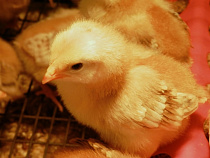В Калининградскую область запретили ввоз 39 тысяч немецких цыплят