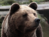 В Калининграде медведь Фима проспал день рождения