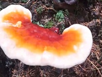 В Калининградской области назвали место обнаружения гриба бессмертия