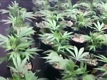 В Калининградской области закрыли онлайн-супермаркет марихуаны