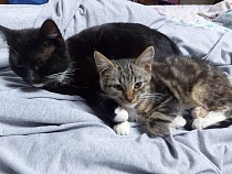 В Калининграде оштрафовали на десятки тысяч рублей за мультфильмы