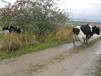 21-летний парень украл трех коров стоимостью 170 тысяч рублей