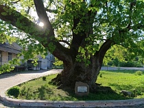 В Ладушкине нашли целый сад конопли