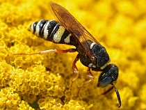 Осы карают посетителей нацпарка в Калининградской области