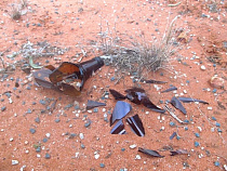 Калининградка кинула в квартиру экс-супруга самодельный снаряд