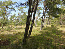 В Багратионовском районе земли под лесами выдали за огороды
