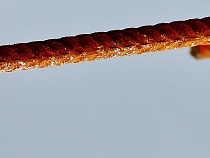 В пригороде Калининграда мужчина два дня избивал женщину железным прутом