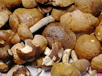 Названы самые грибные места Калининградской области