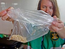 Из Белоруссии в Калининград попытались ввезти жука-вредителя