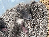 В Калининградской области массово вышли на свободу ежи