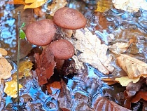 Калининградцы встали на колени перед грибами