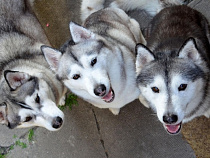 От той-терьера до хаски: каких собак предпочитают калининградцы 