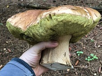 По грибы в Калининградской области ходит каждый четвёртый