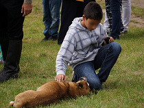 За неделю от укусов клещей пострадали 11 калининградцев