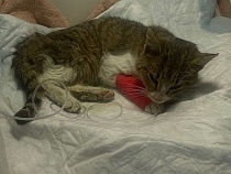 В Калининград из Петербурга прислали контейнер с умирающей кошкой