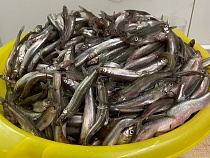 «За три часа по ведру!»: в Калининградской области попёрла корюшка