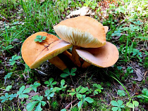 9 случаев отравления грибами зафиксировано в Калининградской области