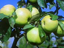 Почти 100% саженцев яблони прижились в первом в Калининградской области промышленном саду