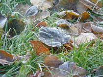 Улицы Калининграда начали посыпать песко-соляной смесью