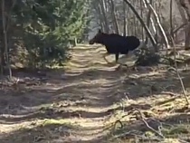 По Куршской косе гоняли лосей