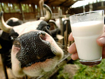 С начала 2014 года в Калининградской области произведено около 85 тысяч тонн молока