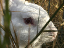 Таксист и студент продали на мясо украденных кроликов и телят 