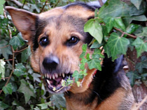 Ловцы бездомных собак получат очередные миллионы из бюджета 