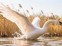 Подходить к этим существам в Калининграде сейчас нельзя